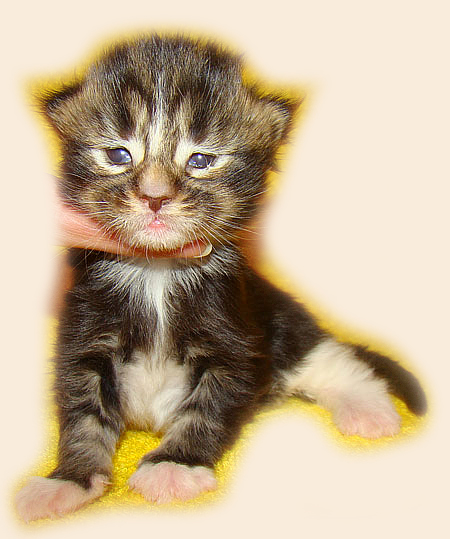     Catsvill County!   !    !       !!!    Catsvill County +7-926-544-74-09     .   ,   ,   ,    ,   ,  ,     ,   -,    ,   !